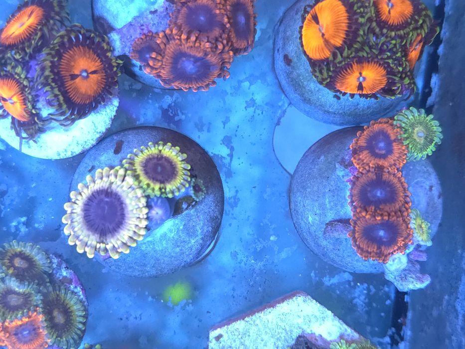 Corais de agua salgada zoantus