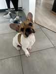 Buldog francuski