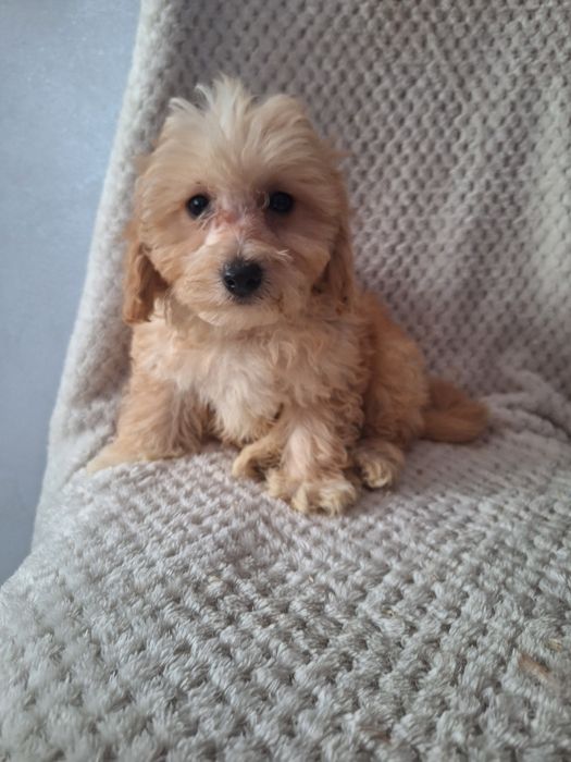 Maltipo-maltanczyk&pudel