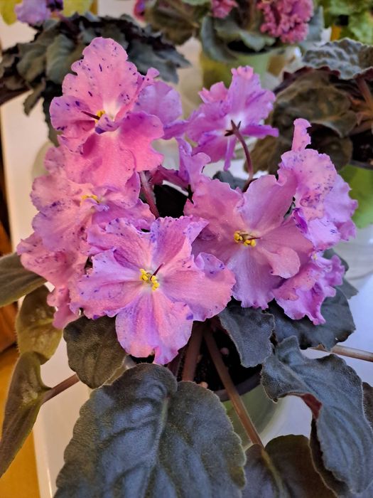 Фіалка безіменна 2 розові,1 голуба і 1 фіолетова