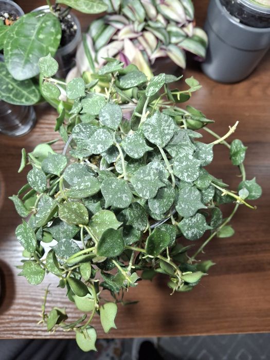 Хойя curtisii доросла