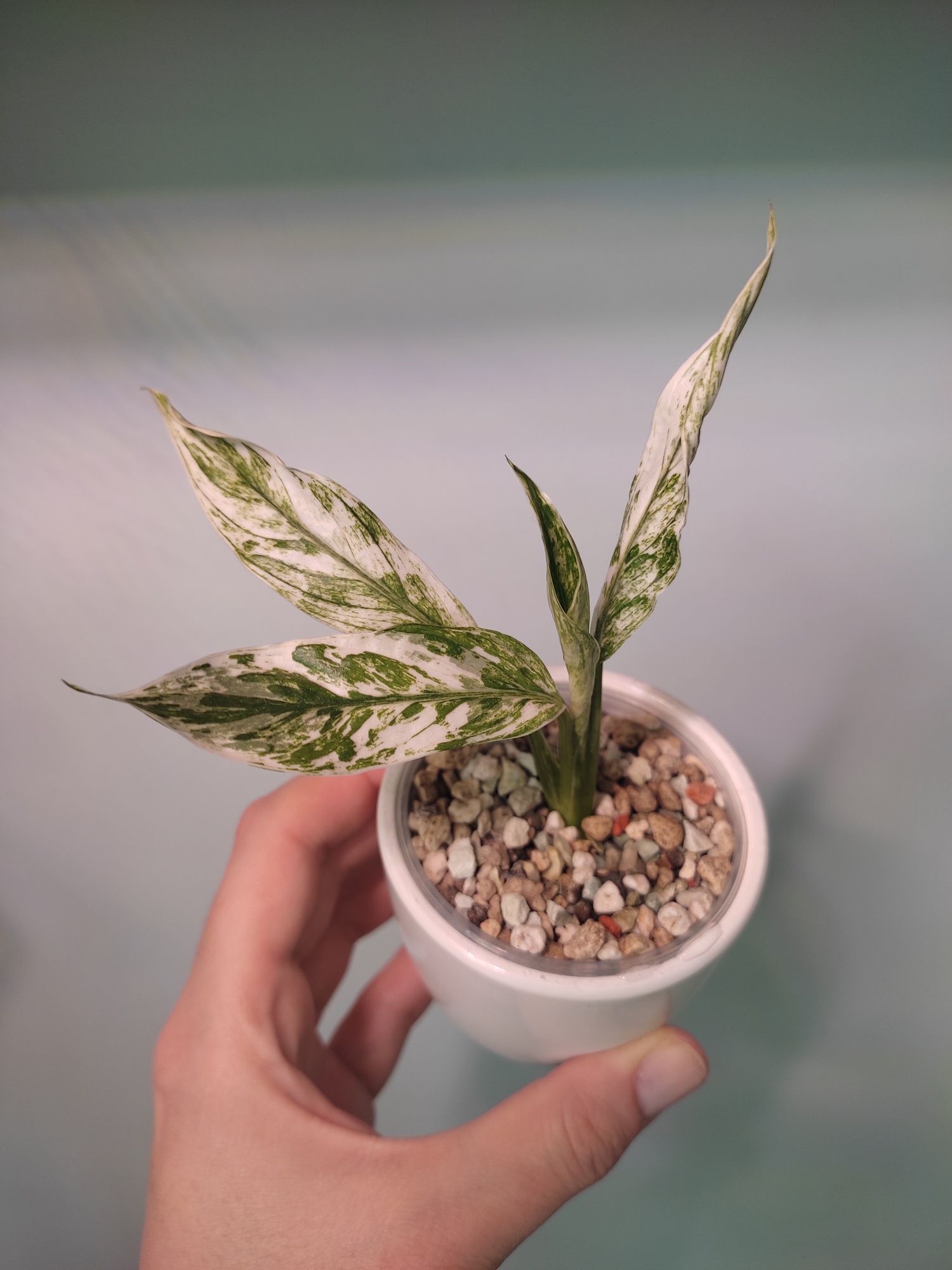 Skrzydłokwiat Wallisii Variegata Spathiphyllum