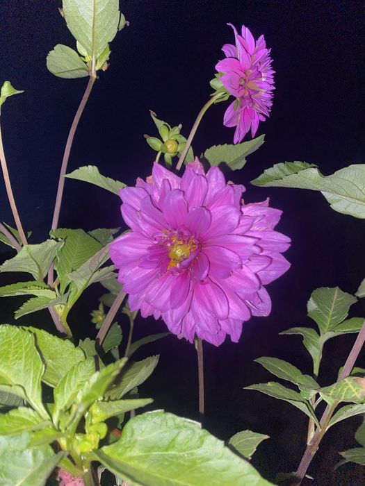 Продаж квітів