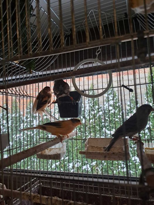 Kanarki na sprzedaż