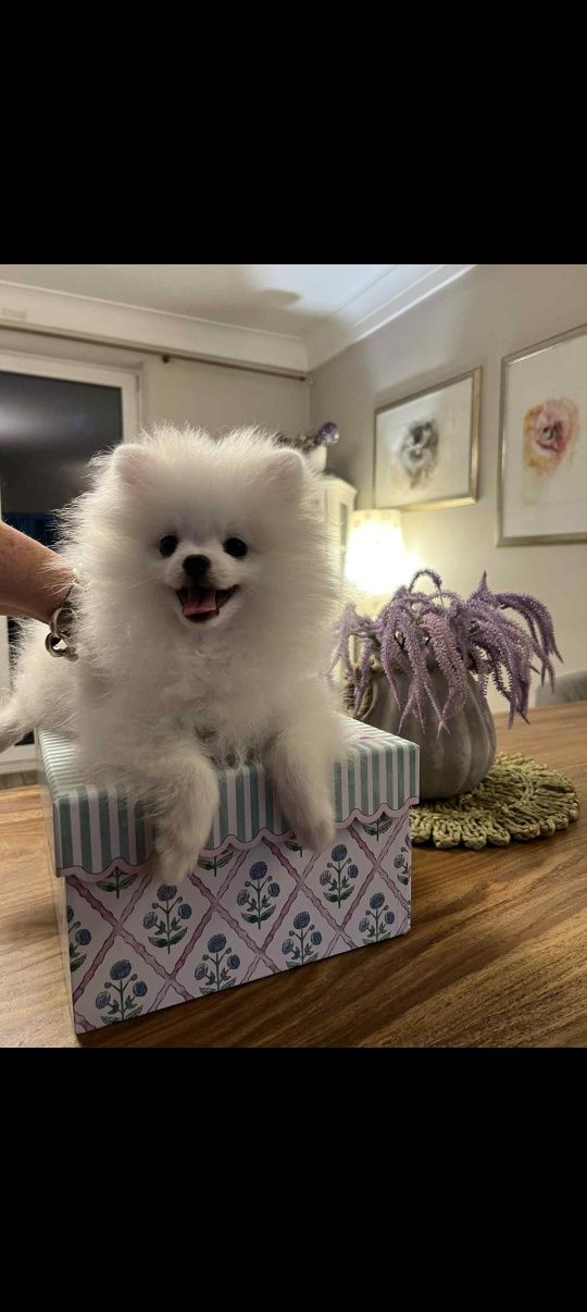 Pomeranian szpic miniaturowy