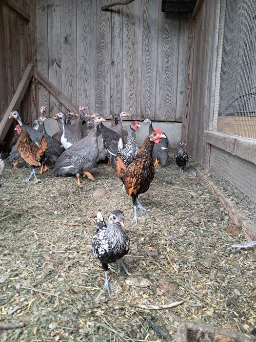 Sebrytki drob ozdobny