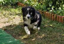 Border Collie piesek czarno biały