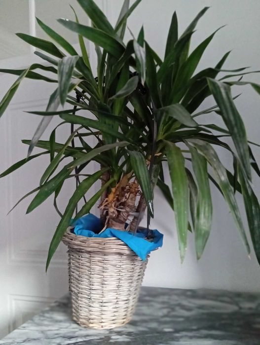 Planta natural Yucca