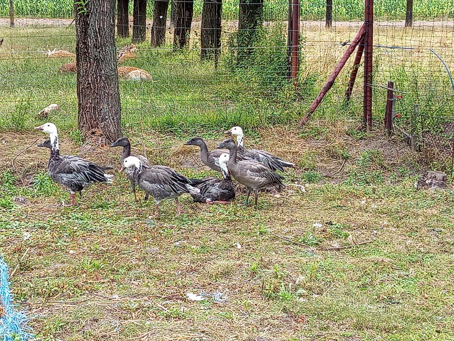Sprzedam gęsi śnieżyce