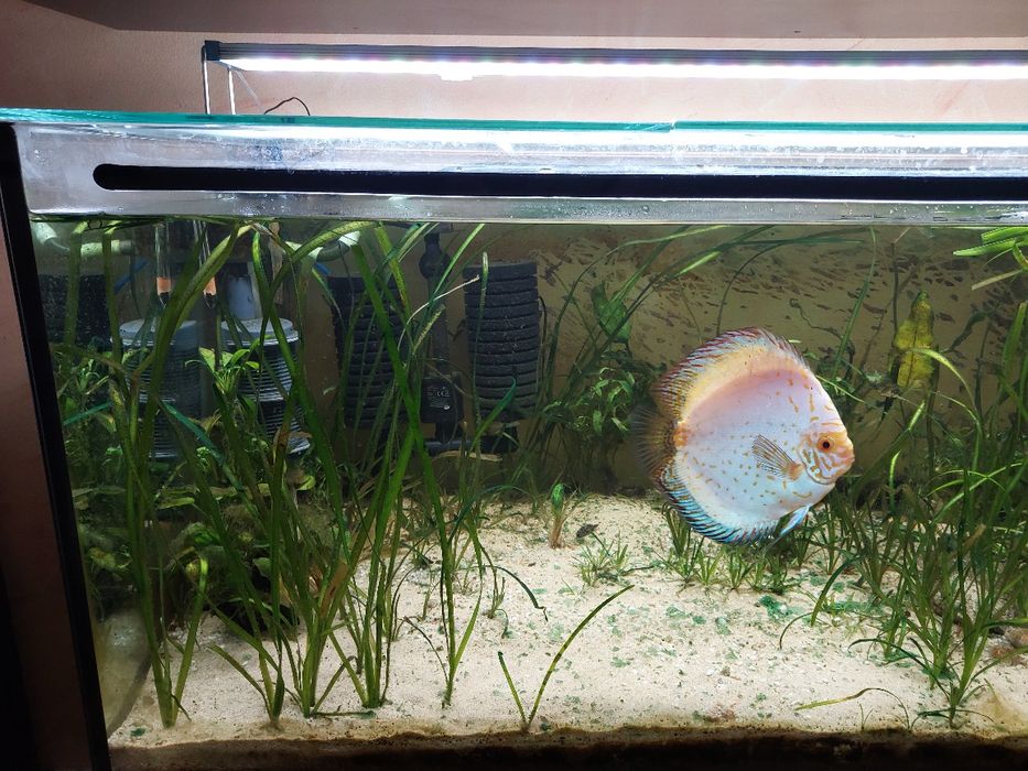 Aquario 120x50x50cm completo para venda