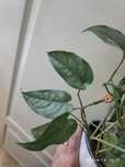 Cutting de Monstera Siltepecana