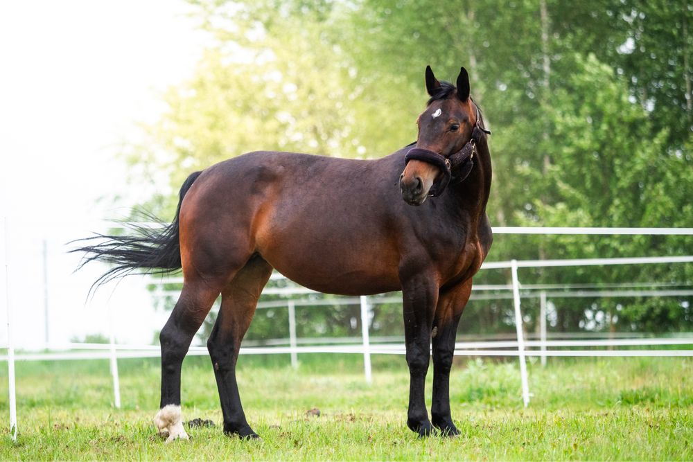 5 letnia klacz SP