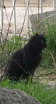 znaleziony czarny  kot/kotka