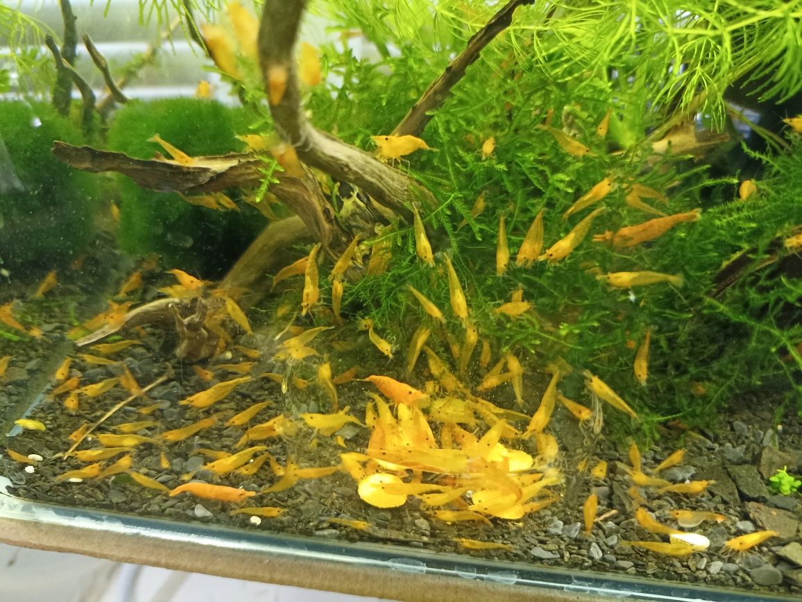 Креветки оранжевая сакура