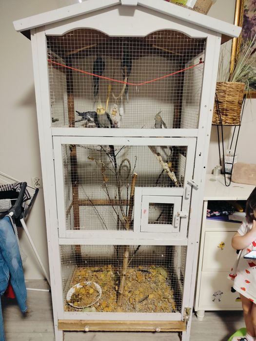 Papugi nimfy z klatką