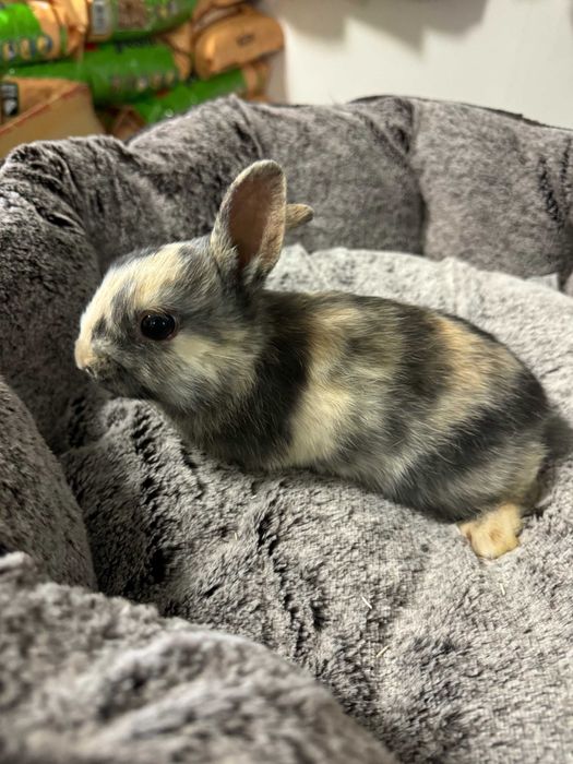 królik karzełek sklep zoologiczny GRUBY KOCUR rzeszów