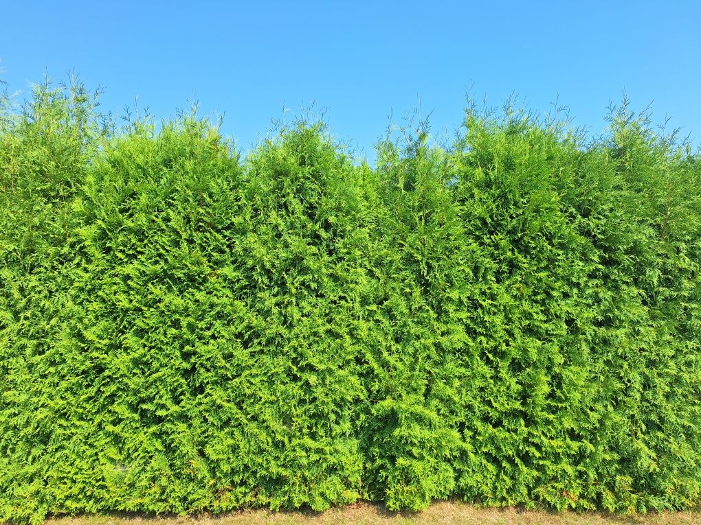 Tuja, thuja - 3m - Okazja!!! - Żywopłot