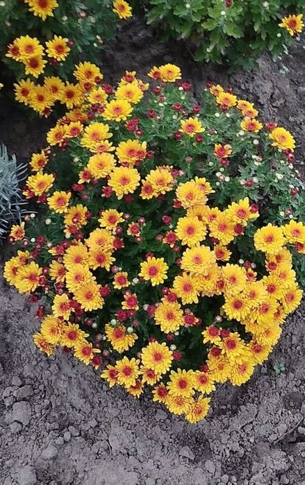 Хризантема мультифлора