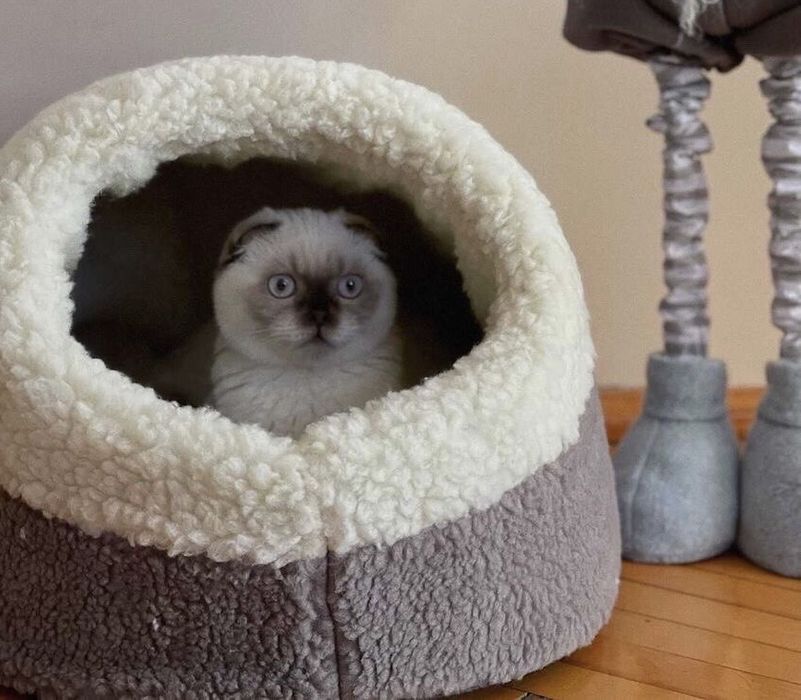 Теплий хутряний будиночок хатинка лежанка для собачки котика 2 розміри