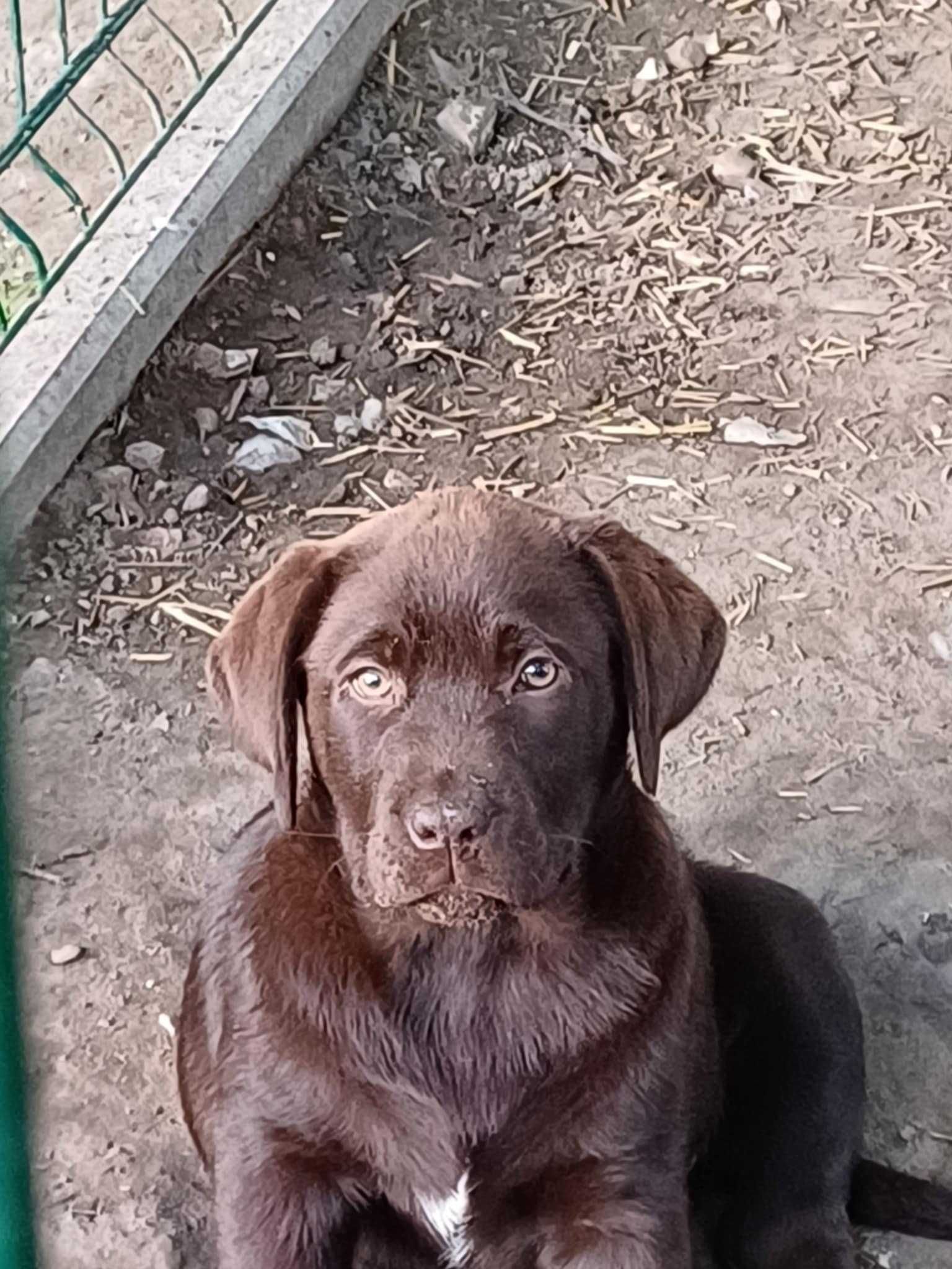 Labrador Retriever kolor czekoladowy