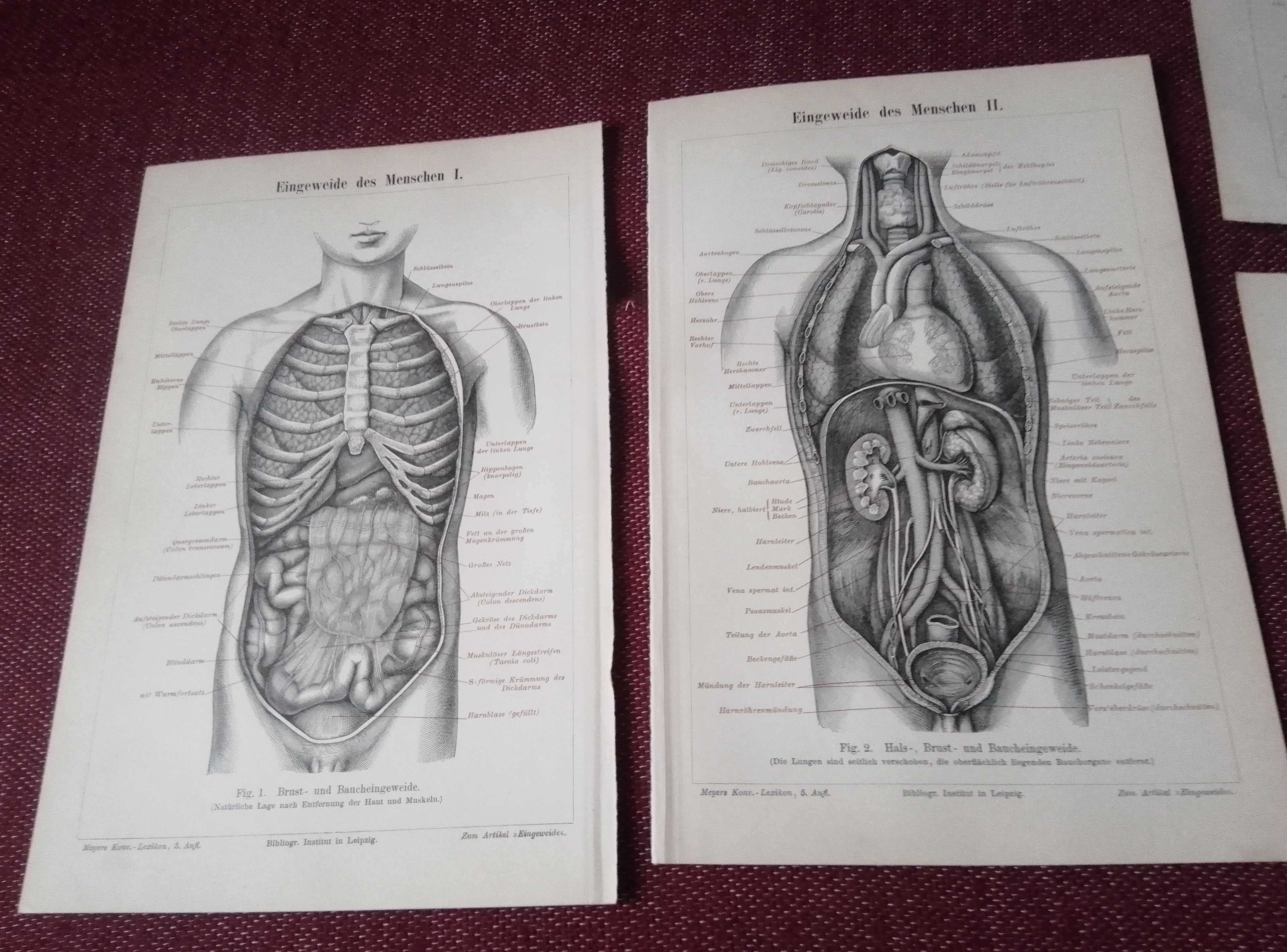 Medycyna   oryginalne XIX w. grafiki do aranżacji wnętrza 25x16 cm