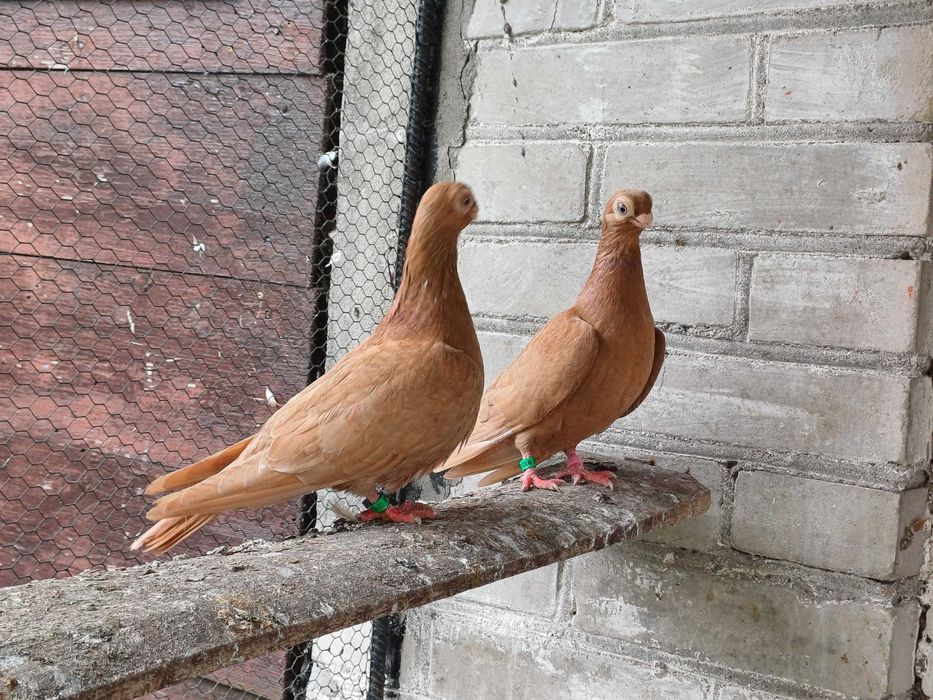 Gołebie brodawczaki