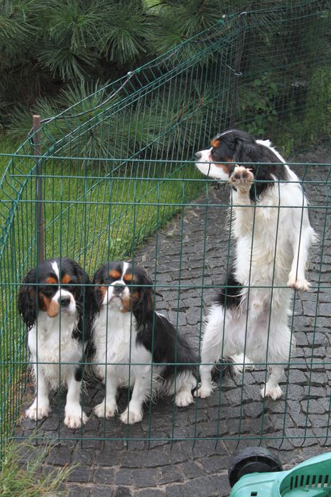 Щенки Кавалер Кинг Чарльз Спаниель триколор (КСУ-FCI)