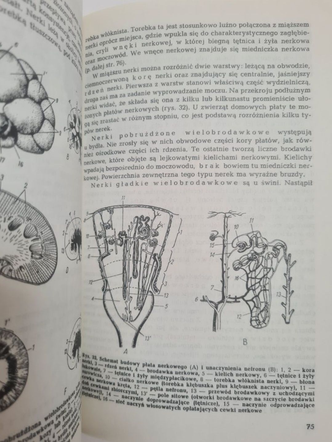 Elementy anatomii zwierząt gospodarskich - Książka