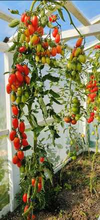 Pomidory sadzonki, rarytasy kolekcjonerskie