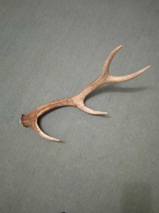Рог  рога оленя  2025