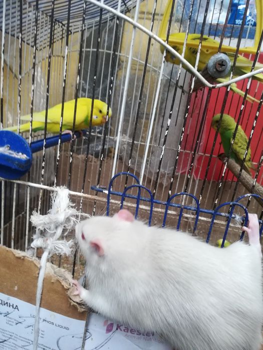 Крыски лариски  ручные