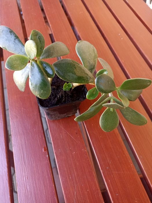 Grubosz,drzewko szczęścia na sprzedaż