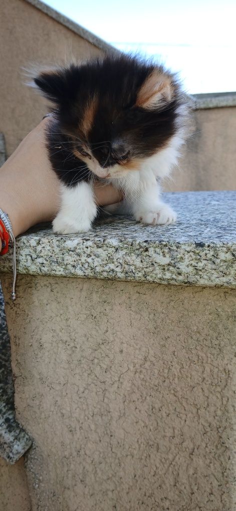 Gatinhas bebés procuram lar