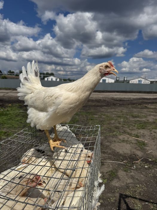 Молодка 4.5 мес, ломан сенди