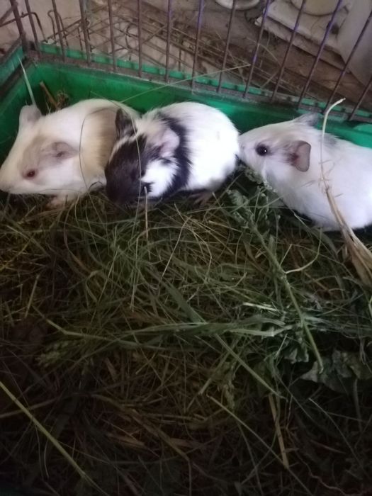 Морские свинки в наличии всегда