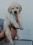 Golden Retriever macho - Contrato, Garantia, LOP e Despistes Genéticos