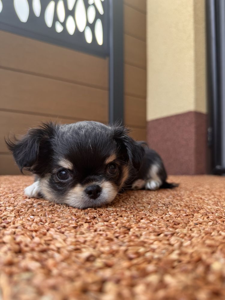 Pies rasowy chihuahua