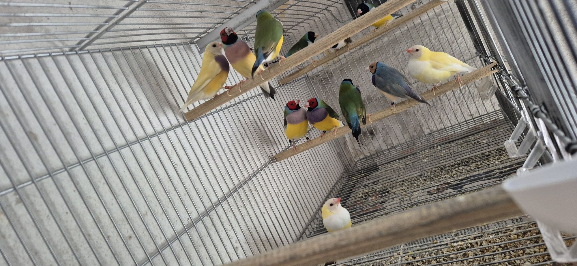 Lote de 10 diamantes  gould