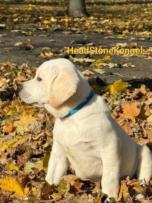 Щенки Лабрадора ретривера