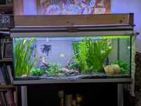 Urgente - Conj. Aquário 240L + Móvel + Luz LED + Filtro JBL + peixes