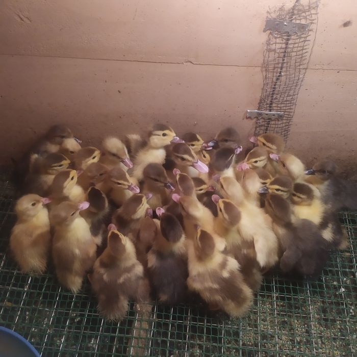 Продам каченят шипунів