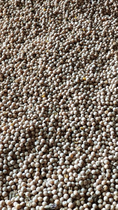 „Groch paszowy" z własnej uprawy