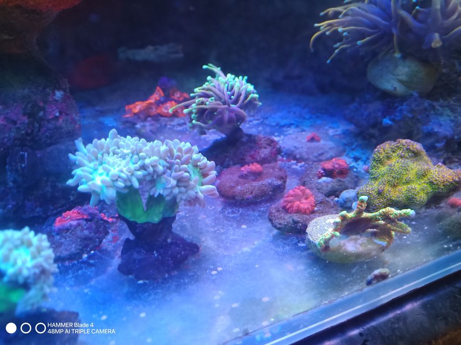 Korale euphyllia akwarium morskie