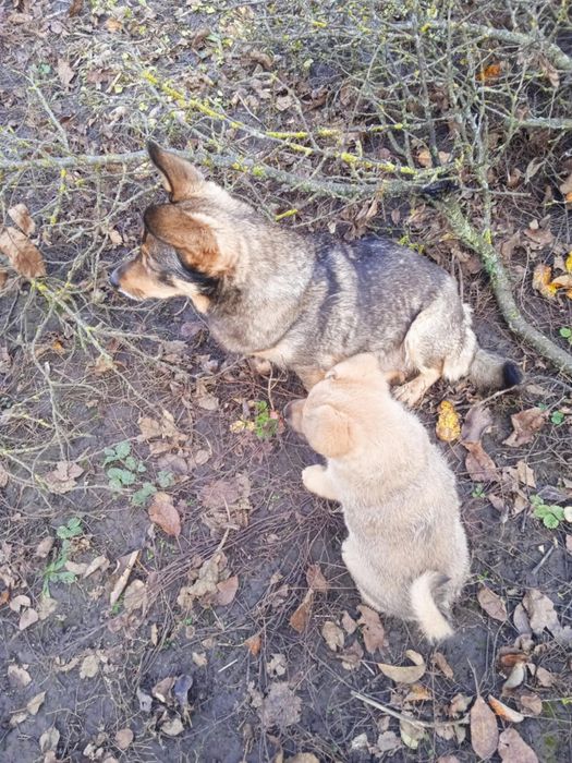 Цуцик в добрі руки