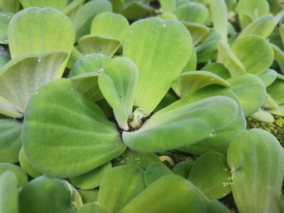 Plantas aquáticas de superficie (alface de água)