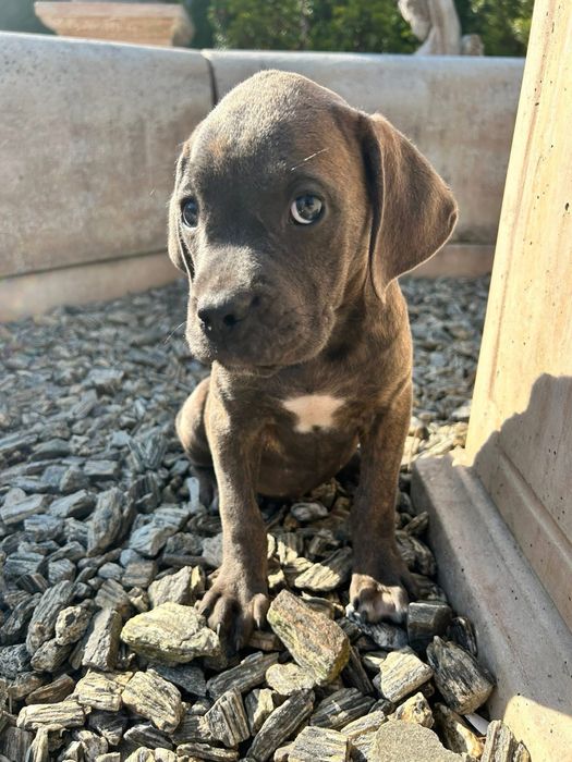 Suka cane corso odbior