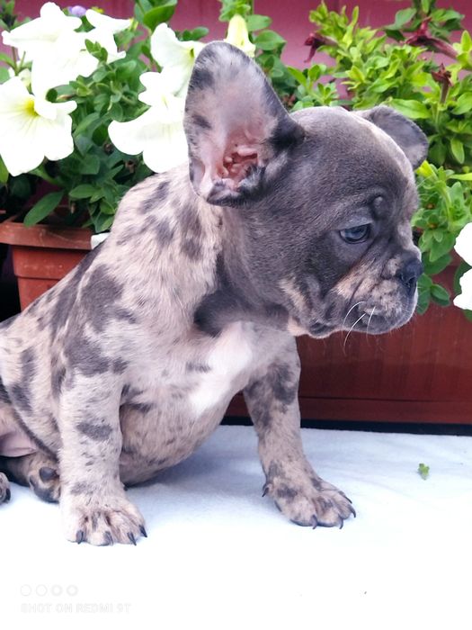 Французы мини и стандарт.