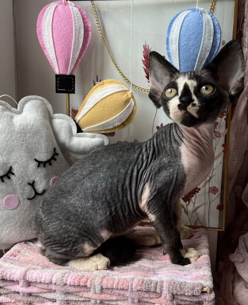 Przepiekny Kocurek Devon Rex