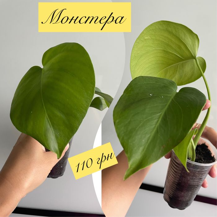 Філодендрон, сциндапсус, монстера, кисличка