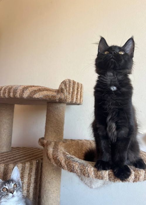 Кошенята мейн кун